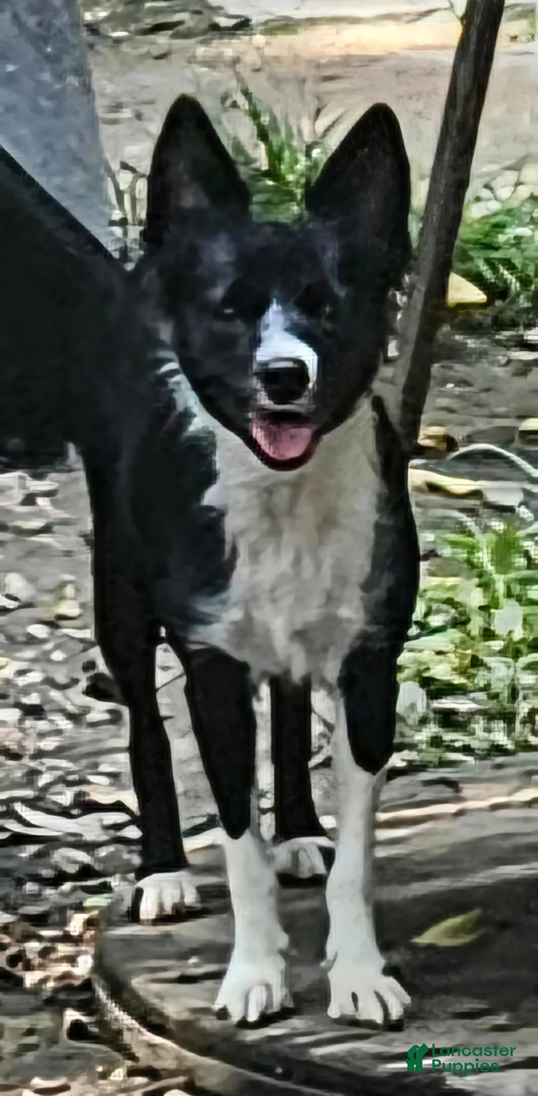 Border Collie dogs for sale: Noddy - Ad 27