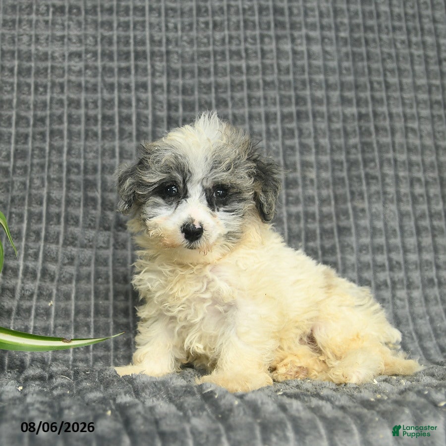 Maltipoo dogs for sale: Buddy  - Ad 1