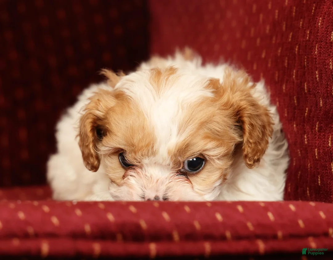 Cavalier King Charles Spaniel dogs for sale: Heidi - Ad 4