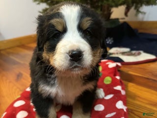 Bernese Mountain Dog dogs Laurel - Ad 35