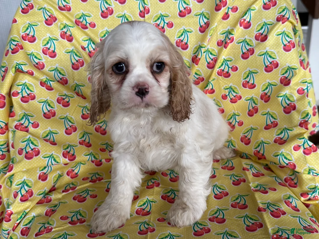 Cocker Spaniel dogs for sale: Fiona  - Ad 3
