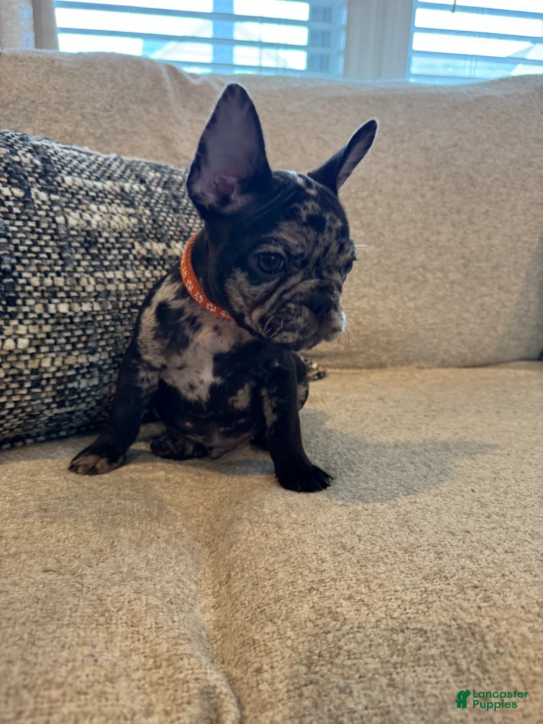 French Bulldog dogs for sale: French Bulldog Puppy 2 - Ad 2