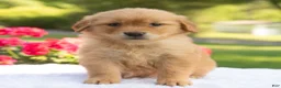 Golden Retriever dogs for sale: Sofia  - Ad 3