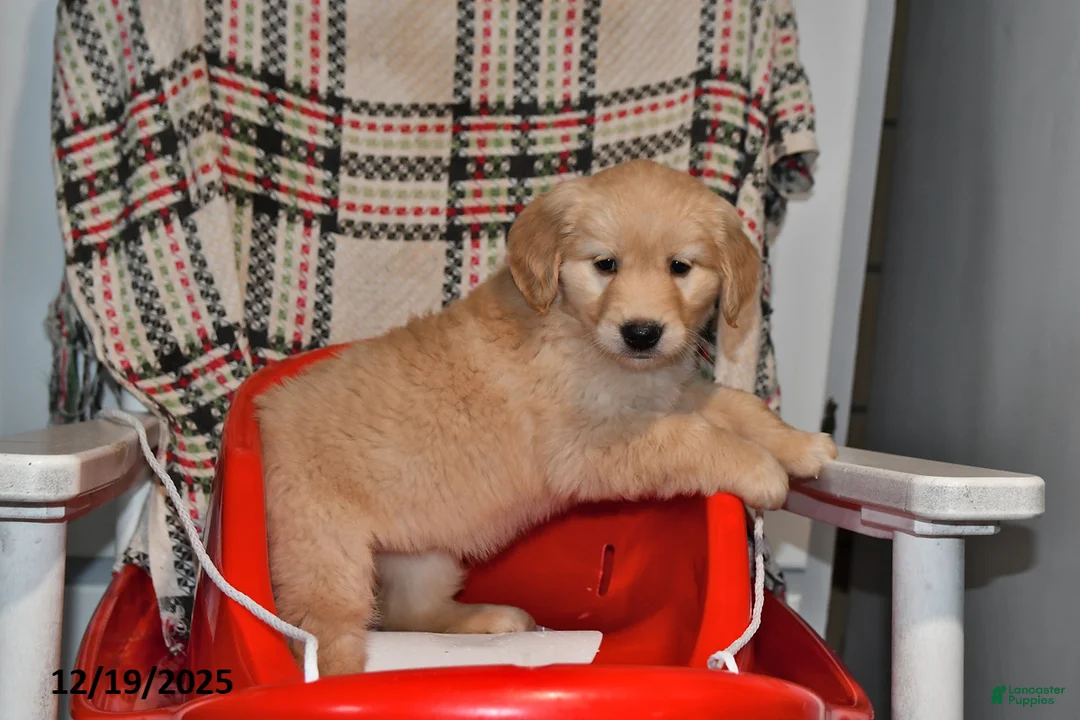 Mixed Breed dogs for sale: Izzy - Ad 8