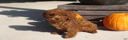 Cavapoo dogs for sale: ROGER - Ad 1