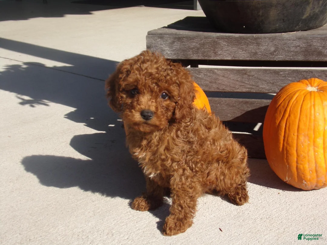 Cavapoo dogs for sale: ROGER - Ad 1