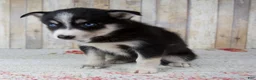 Pomsky dogs for sale: Coco - Ad 7