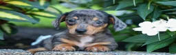 Miniature Dachshund dogs for sale:  Zino 🐕 - Ad 16