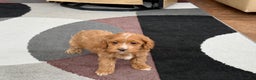 Cockapoo dogs for sale: Cockapoo female 1 - Ad 6