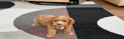 Cockapoo dogs for sale: Cockapoo female 1 - Ad 5