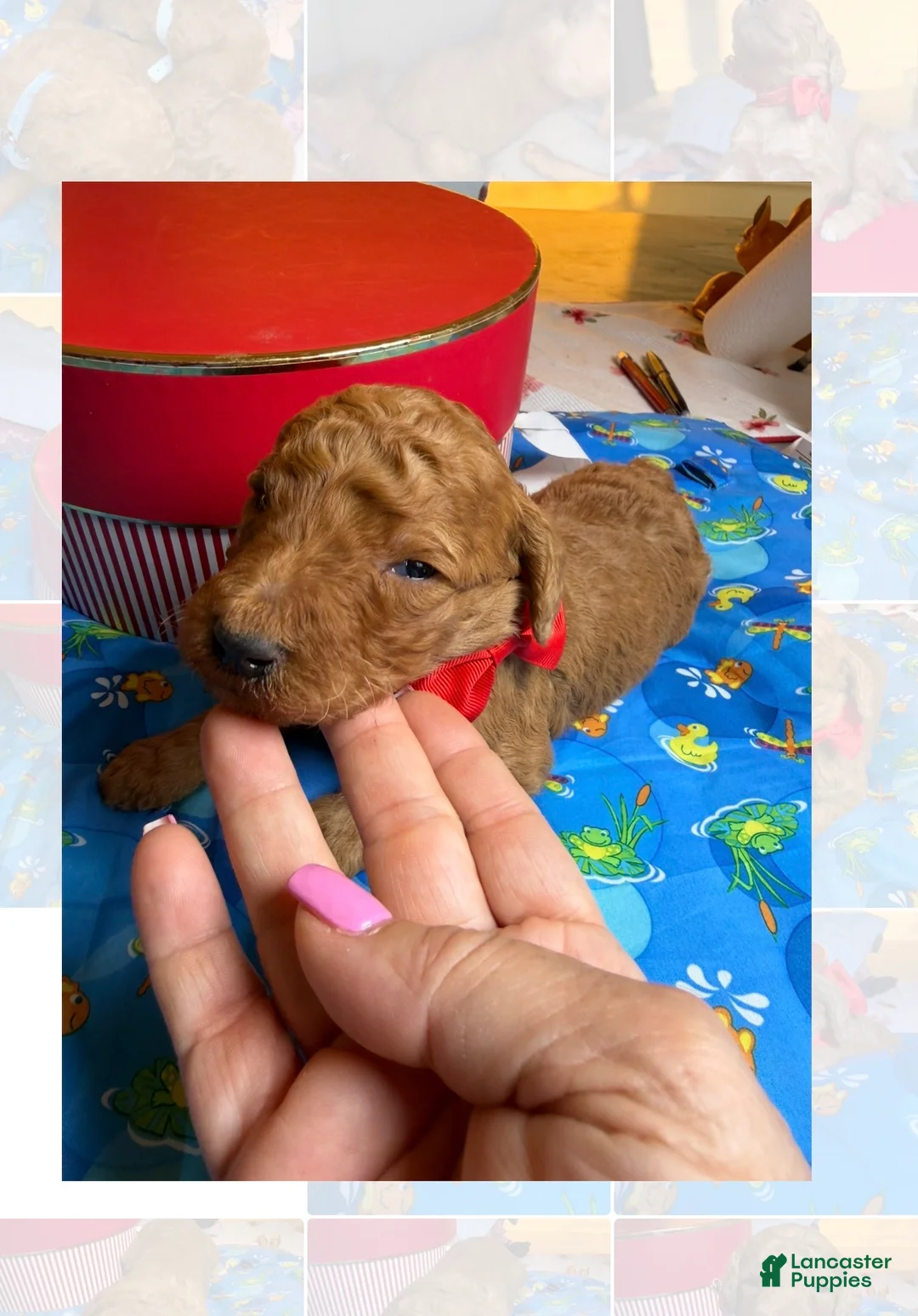 Standard Poodle dogs for sale: Red - Ad 2