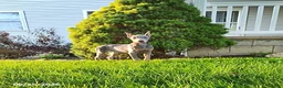 Doberman Pinscher dogs for sale: Gigi - Ad 3