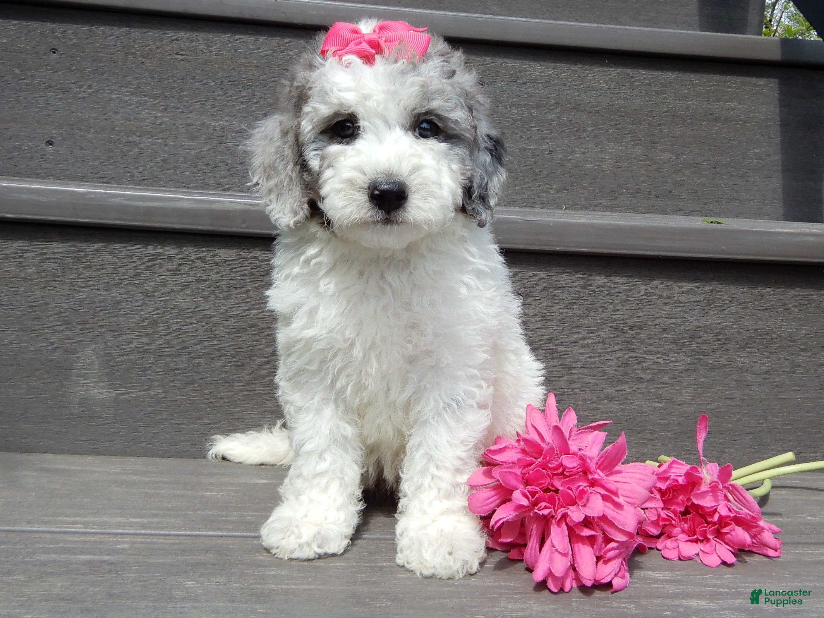 Sheepadoodle dogs Emmy-MEDIUM - Ad 1