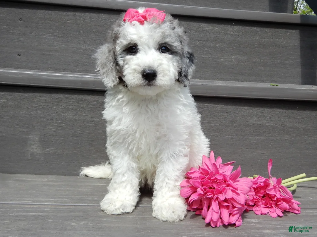 Sheepadoodle dogs for sale: Emmy-MEDIUM - Ad 1