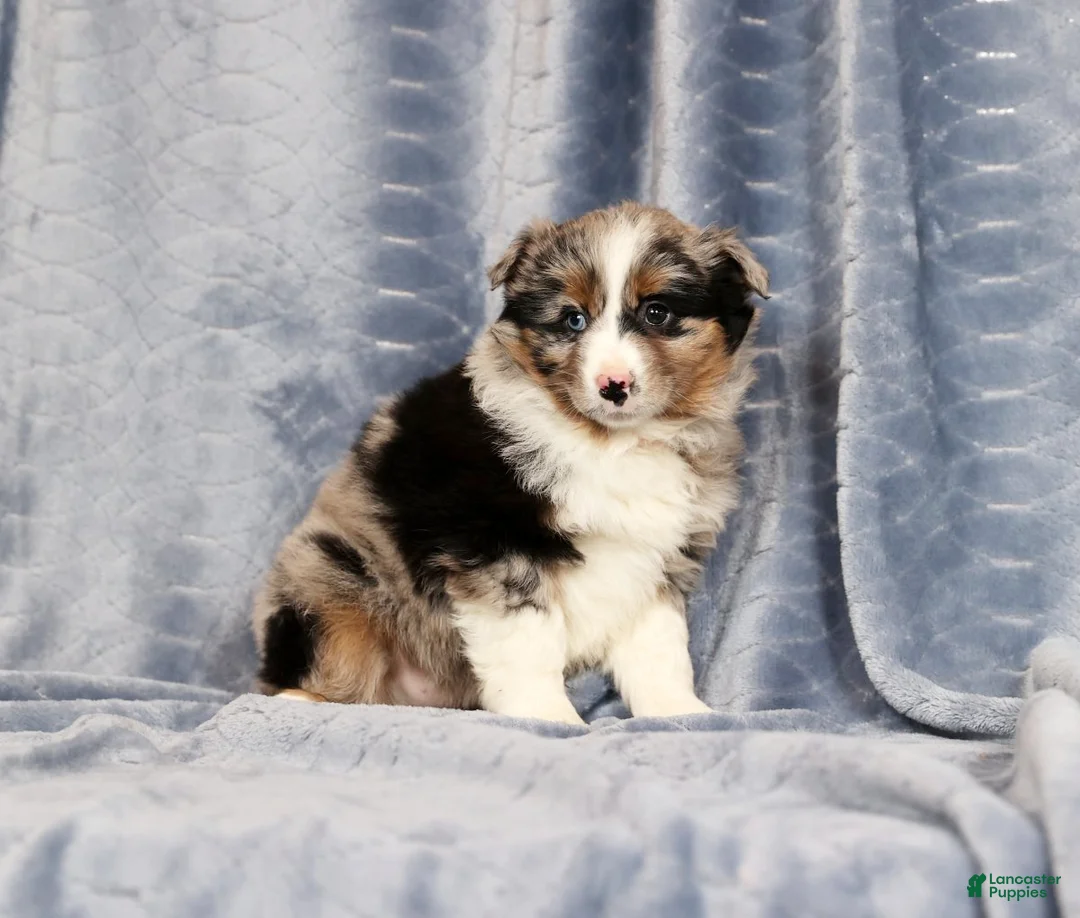 Miniature Australian Shepherd dogs for sale: Erin - Ad 1