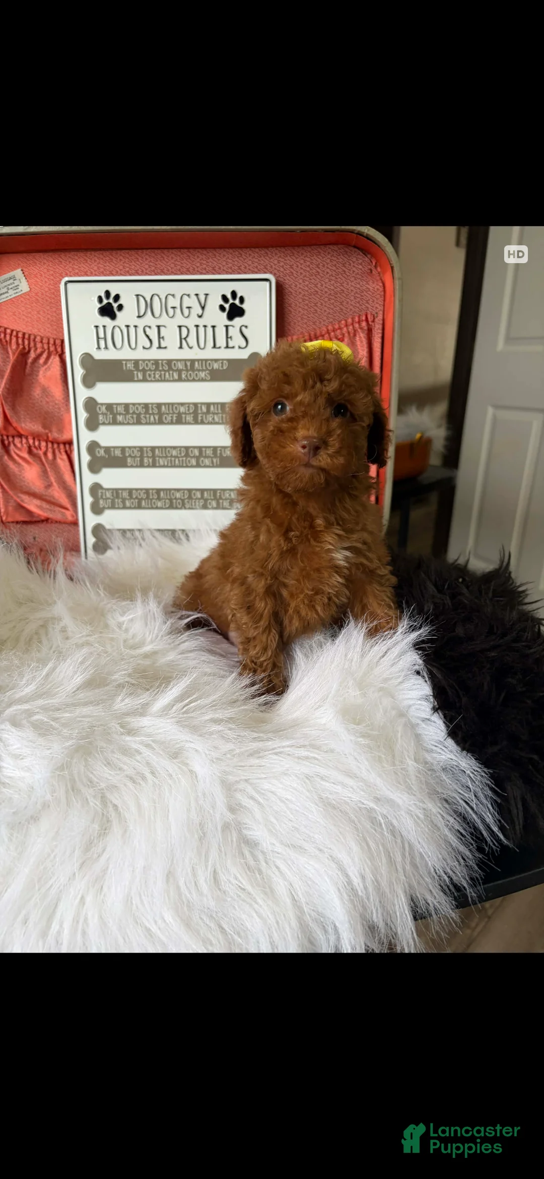 Toy Poodle dogs for sale: Akc Bred The Color Red - Ad 8