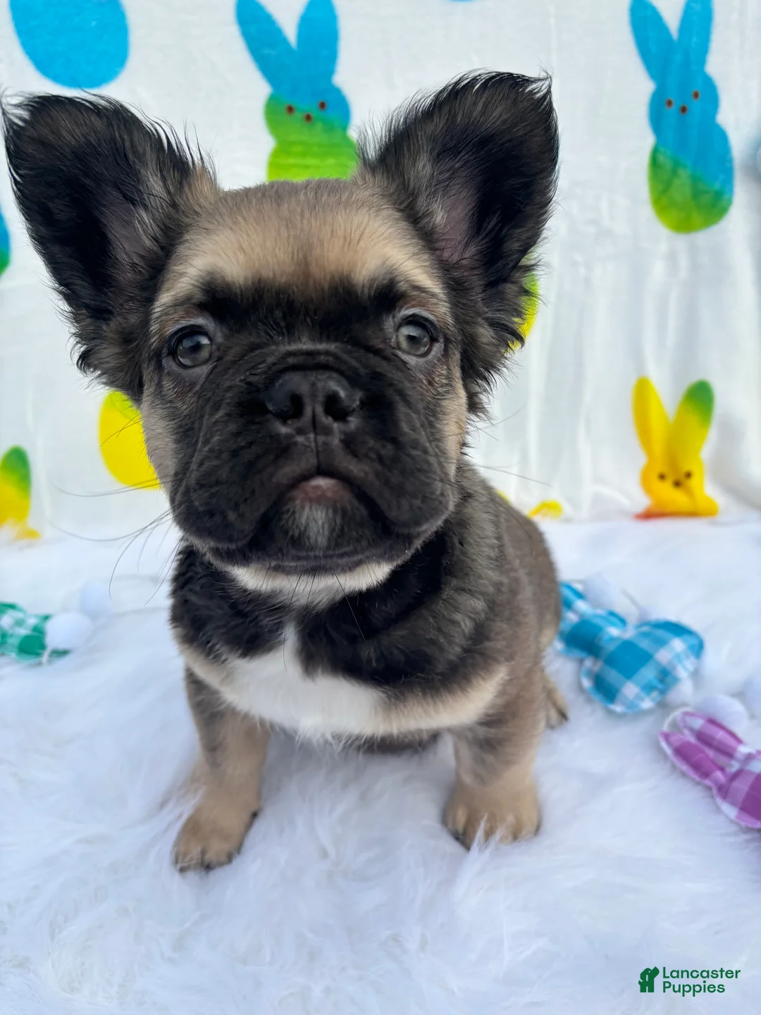French Bulldog dogs for sale: Big boy Bacon  - Ad 2