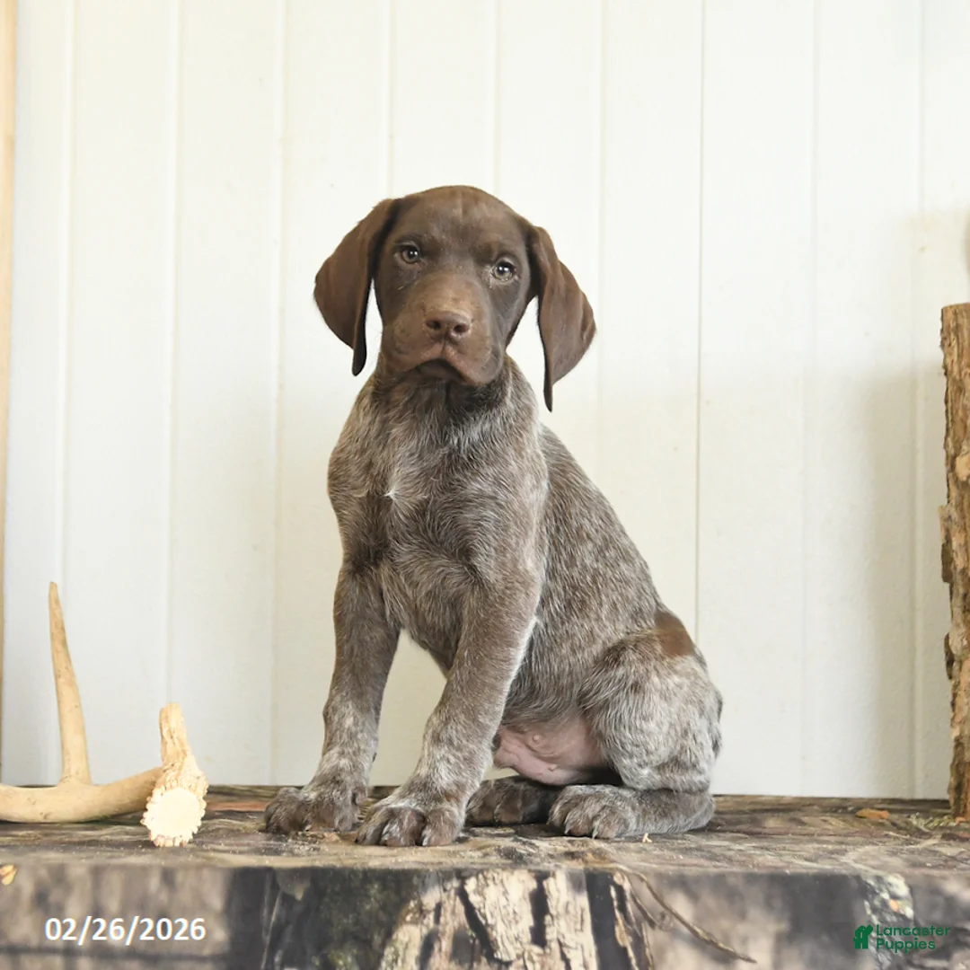 German Shorthaired Pointer dogs for sale: Dune - Ad 1
