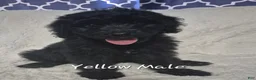 Goldendoodle dogs for sale: Jet - Male Goldendoodle Puppy  - Ad 1