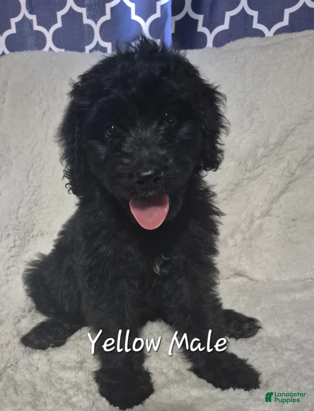 Goldendoodle dogs for sale: Jet - Male Goldendoodle Puppy  - Ad 1