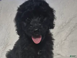 Goldendoodle dogs for sale: Jet - Male Goldendoodle Puppy - Ad 2