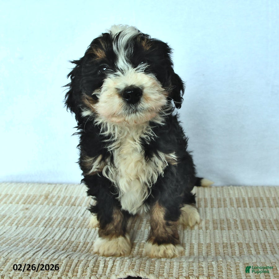 Mini Bernedoodle dogs Duke - Ad 1