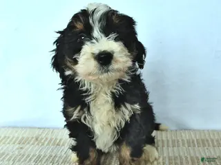 Mini Bernedoodle dogs for sale: Duke - Ad 2