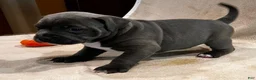 American Pit Bull Terrier dogs for sale: American Pit Bull Terrier Puppy 2 - Ad 2