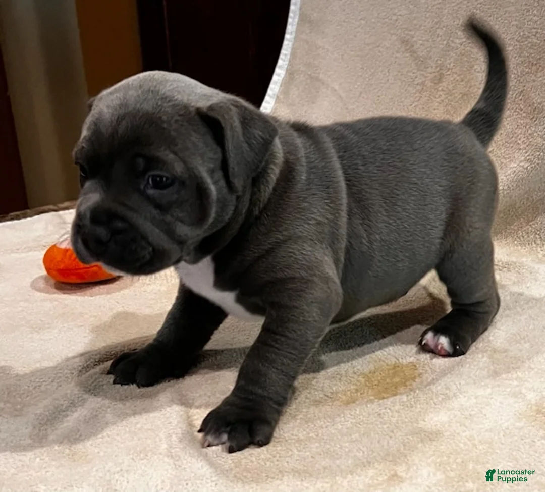 American Pit Bull Terrier dogs for sale: American Pit Bull Terrier Puppy 2 - Ad 2