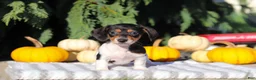 Dachshund dogs for sale: Holly - Ad 5