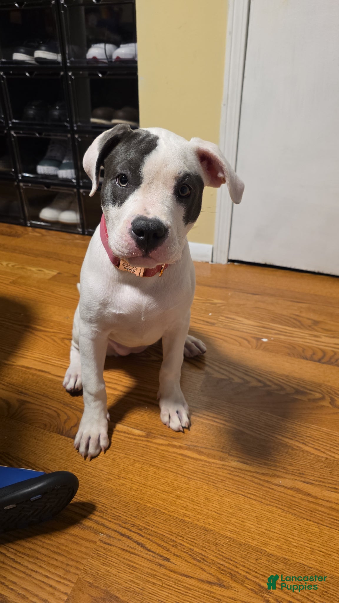 American Bully dogs Kiara - Ad 40