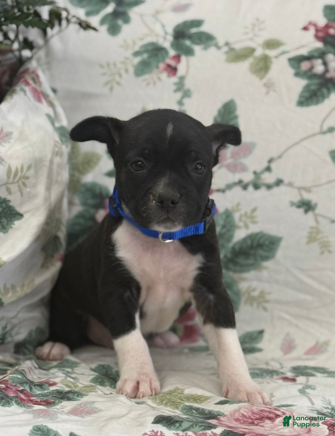 Mixed Breed dogs for sale: Mixed Breed Puppy 1 - Ad 2