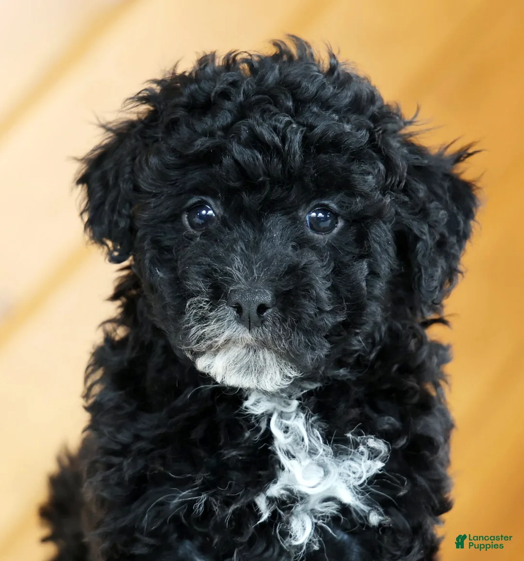 Toy Poodle dogs for sale: Blaire - Ad 9