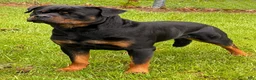 Rottweiler dogs for sale: Rottweiler 1 - Ad 1