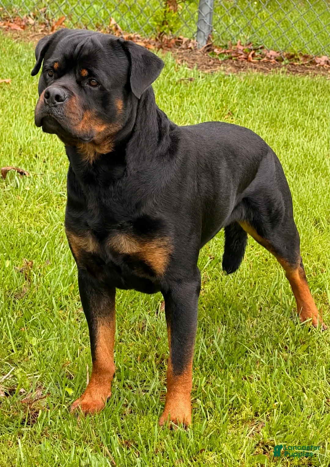 Rottweiler dogs for sale: Rottweiler 1 - Ad 1