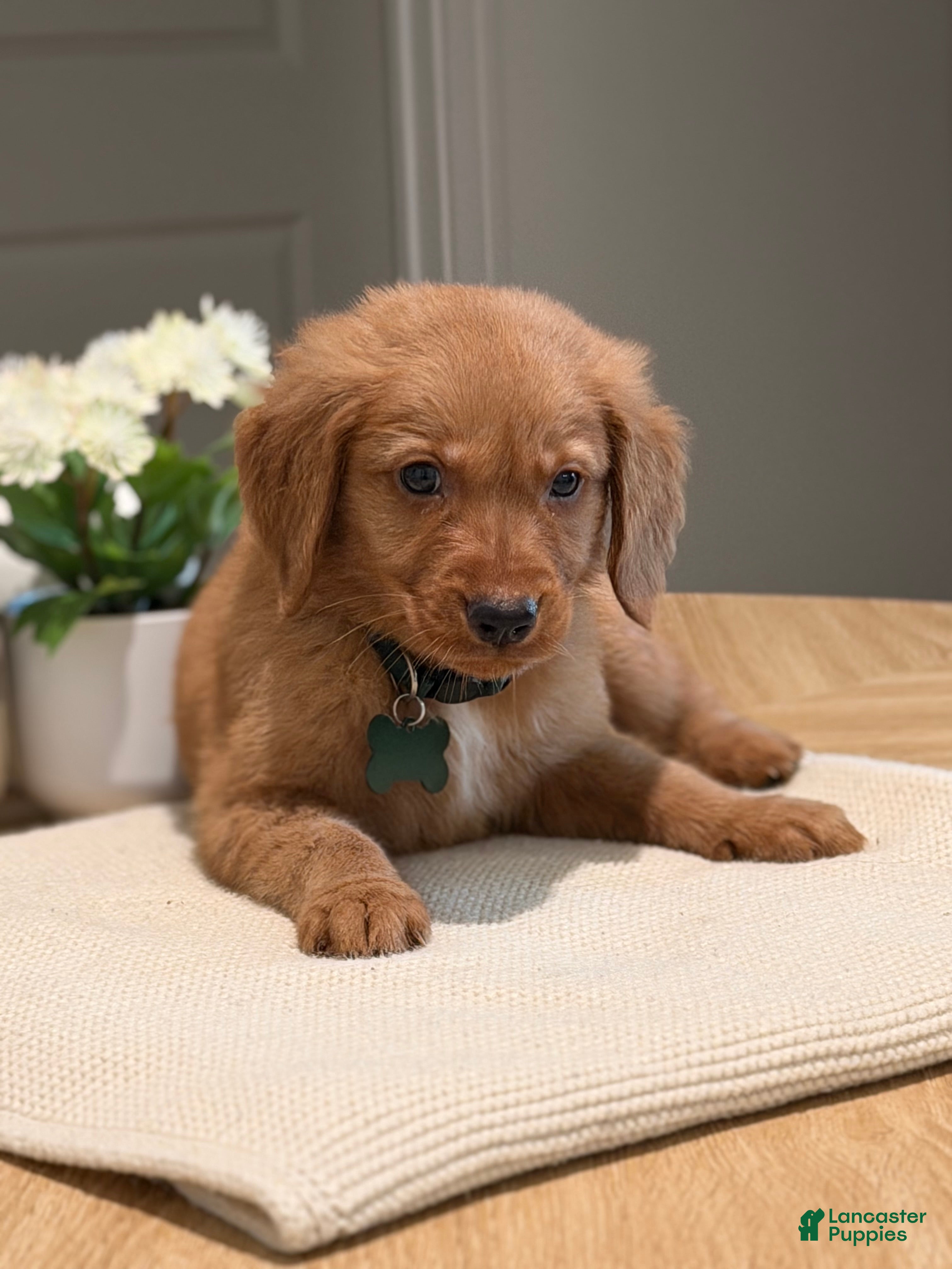 Golden Retriever dogs Golden Retriever Puppy 3 - Ad 36