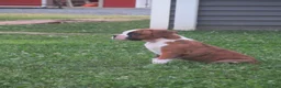 Boxer dogs for sale: Kade - Ad 3