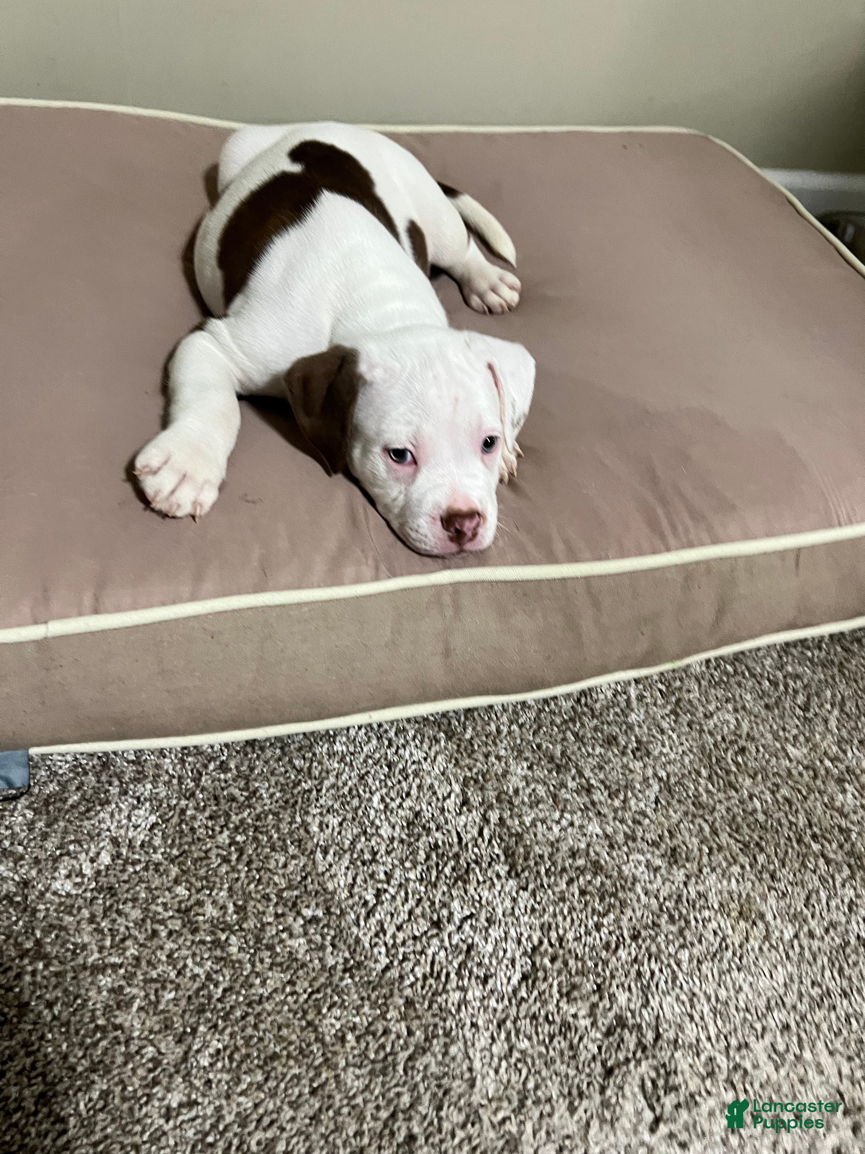 Mixed Breed dogs Mixed Breed Puppy 4 - Ad 7