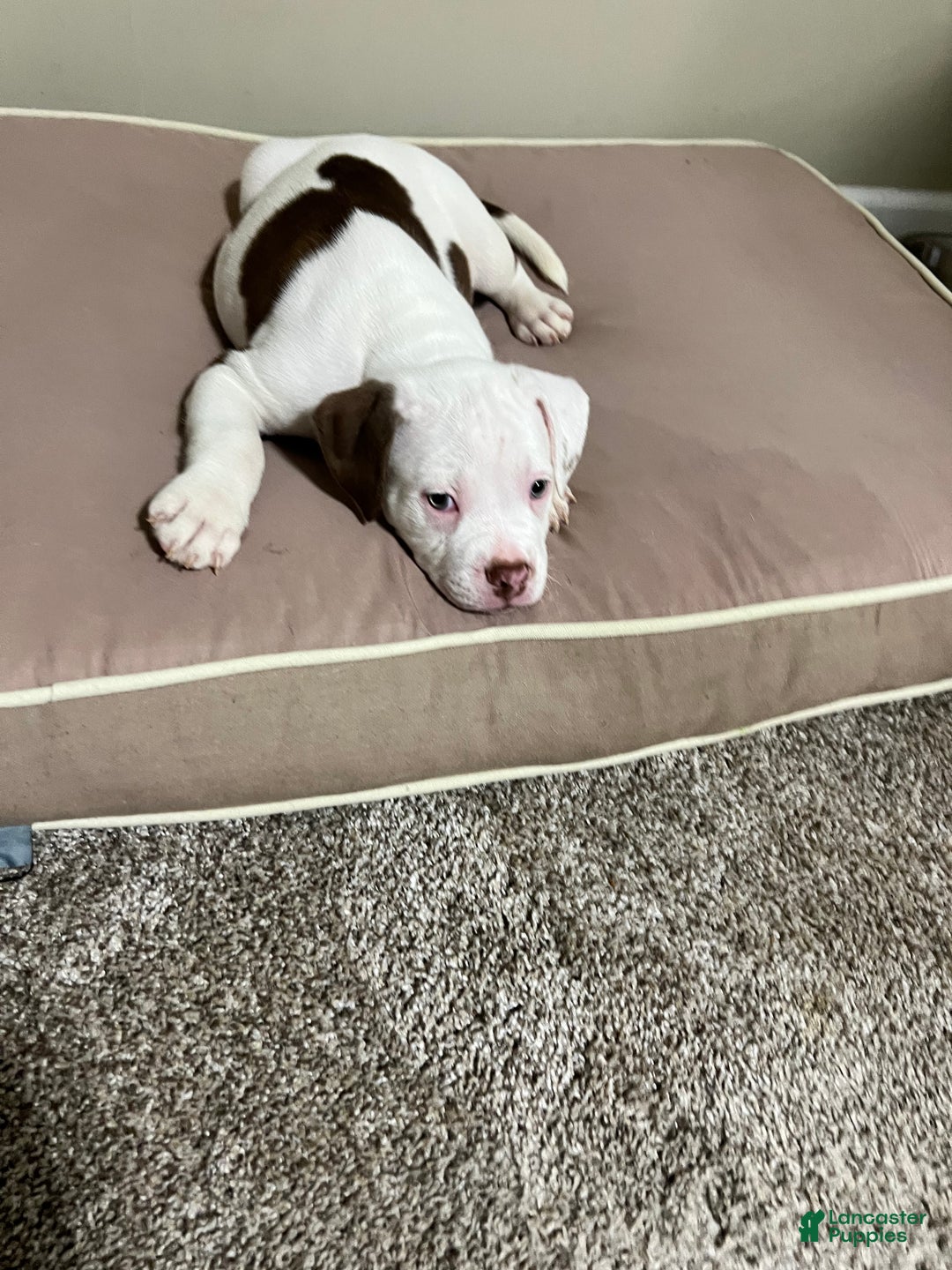 Mixed Breed dogs for sale: Mixed Breed Puppy 4 - Ad 1