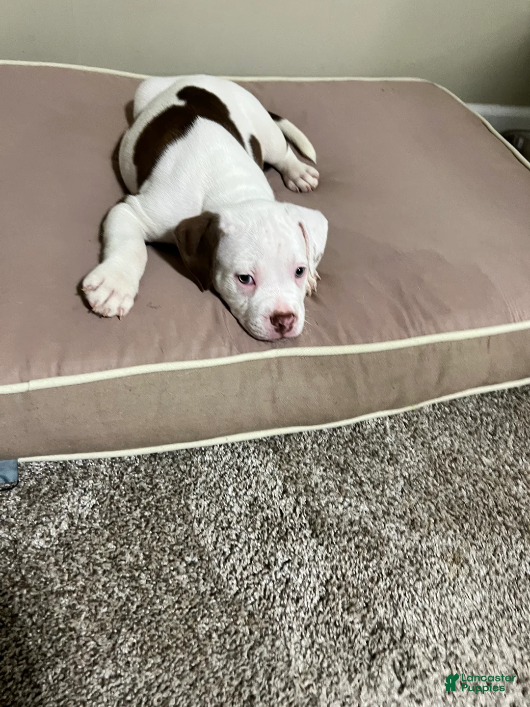 Mixed Breed dogs for sale: Mixed Breed Puppy 4 - Ad 1