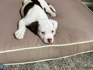 Mixed Breed dogs Mixed Breed Puppy 4 - Ad 13