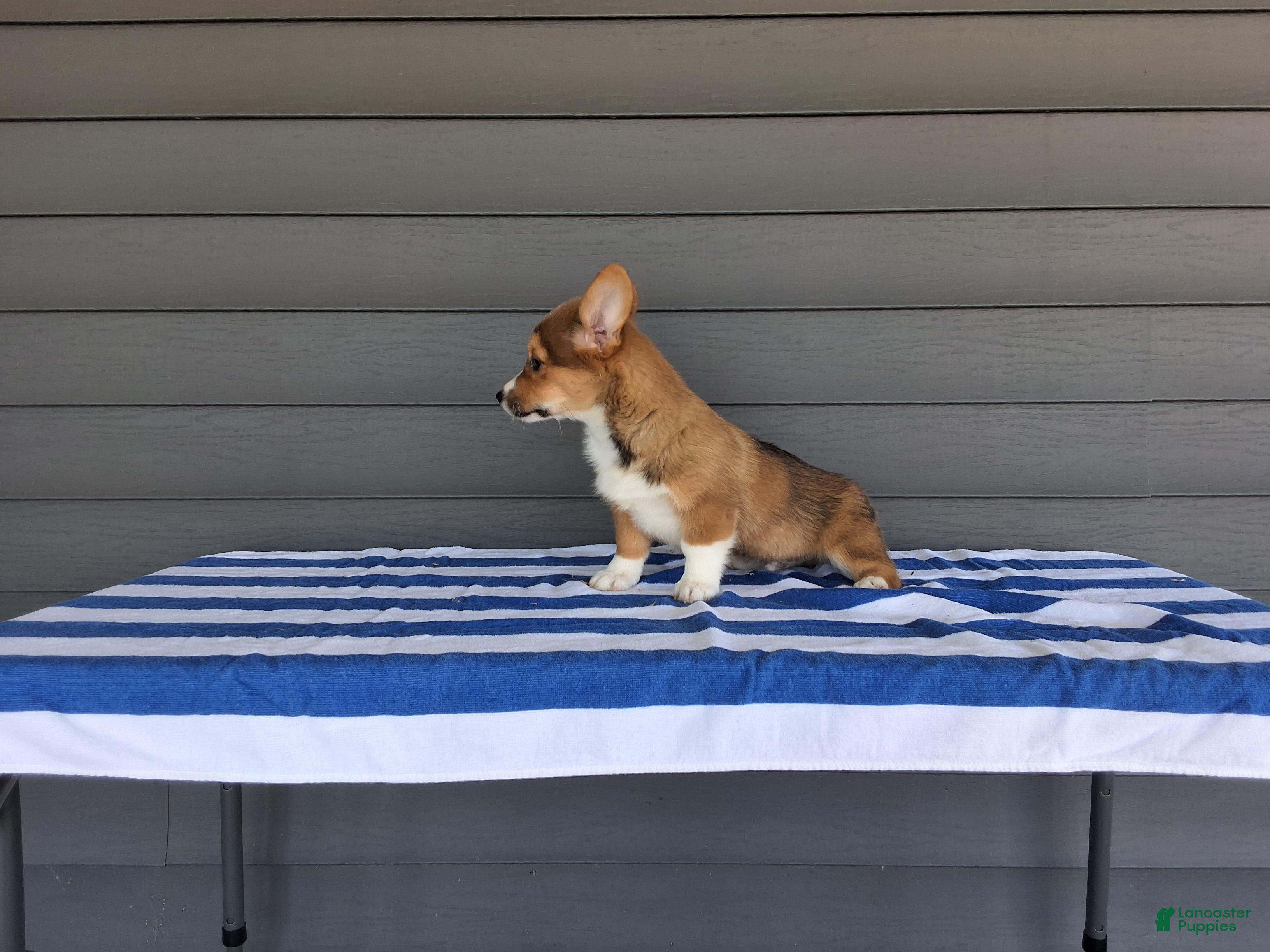 Welsh Corgi Pembroke dogs Louis - Ad 2