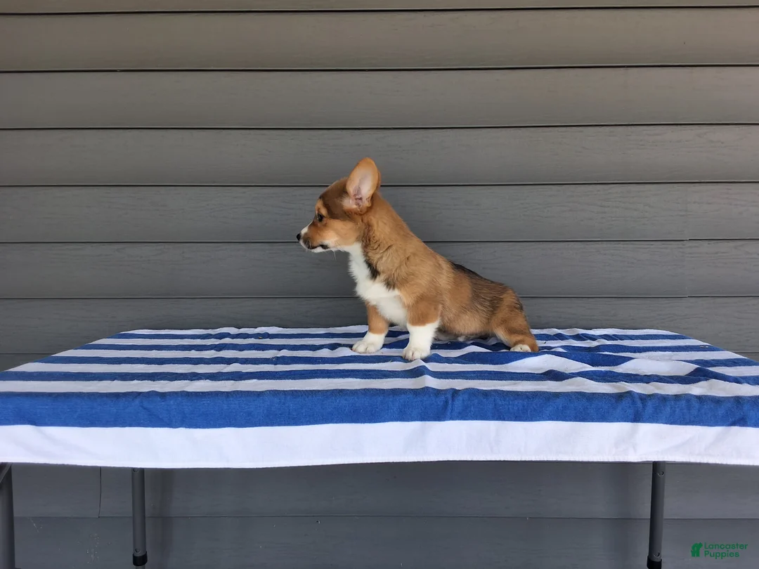 Welsh Corgi Pembroke dogs for sale: Louis - Ad 2