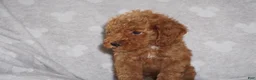 Miniature Poodle dogs for sale: GINA - Ad 6