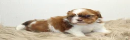 Shih Tzu dogs for sale: Lucy - Ad 7