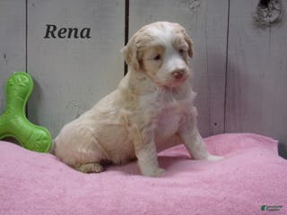 Aussiedoodle dogs Rena - Ad 19