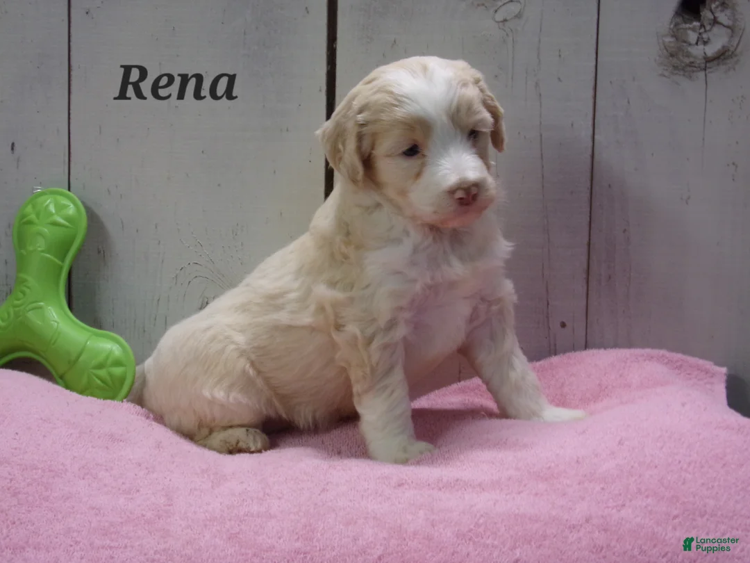 Aussiedoodle dogs for sale: Rena - Ad 1