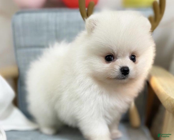 Pomeranian dogs for sale: Larry - Ad 1