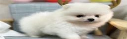 Pomeranian dogs for sale: Larry - Ad 1