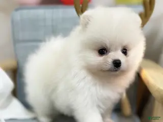 Pomeranian dogs for sale: Larry - Ad 1